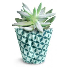 Manchettes fantaisie "Collection Nature" 16,5cm