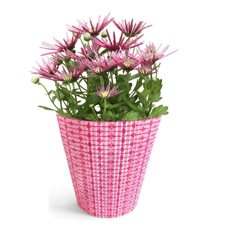 Manchettes fantaisie "Collection Nature" 16,5cm