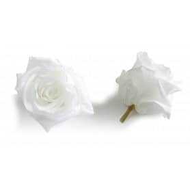 Tête de rose éternelle premium - fleurs stabilisées