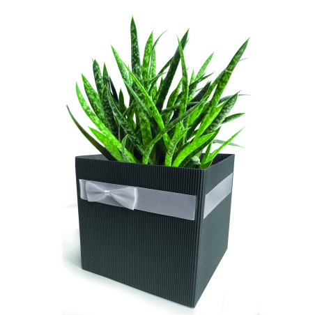 Boite carton Simply L. 12 x l. 12 x H. 12,5 cm
