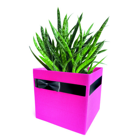 Boite carton Simply L. 12 x l. 12 x H. 12,5 cm