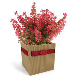 Boite carton Simply L. 12 x l. 12 x H. 12,5 cm