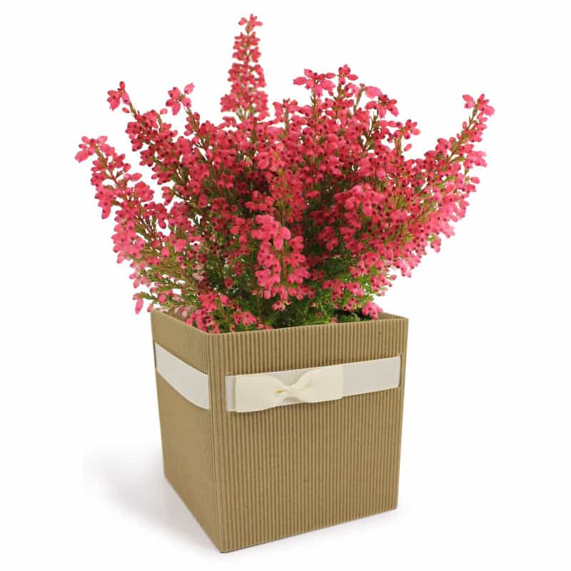 Boite carton Simply L. 12 x l. 12 x H. 12,5 cm Boite carton Simply L. 12 x l. 12 x H. 12,5 cm