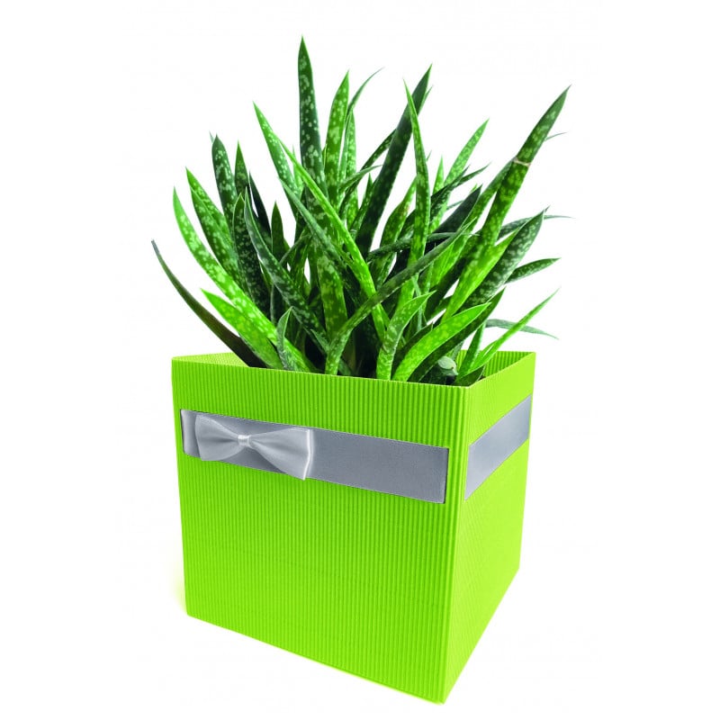 Boite carton Simply L. 12 x l. 12 x H. 12,5 cm Boite carton Simply L. 12 x l. 12 x H. 12,5 cm