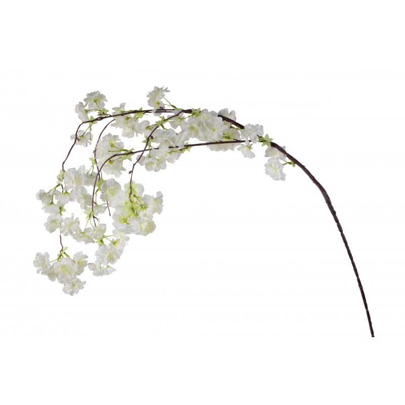 Branche de cerisier Branche de cerisier