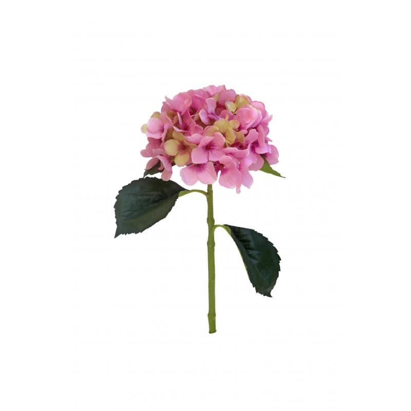 Hortensia D 18 Cm X H 49 Cm