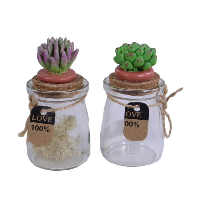 Petits bocaux en verre et leurs succulentes sur bouchon Petits bocaux en verre et leurs succulentes sur bouchon