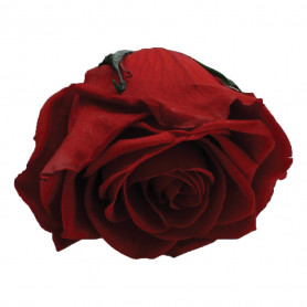 Rose rouge éternelle