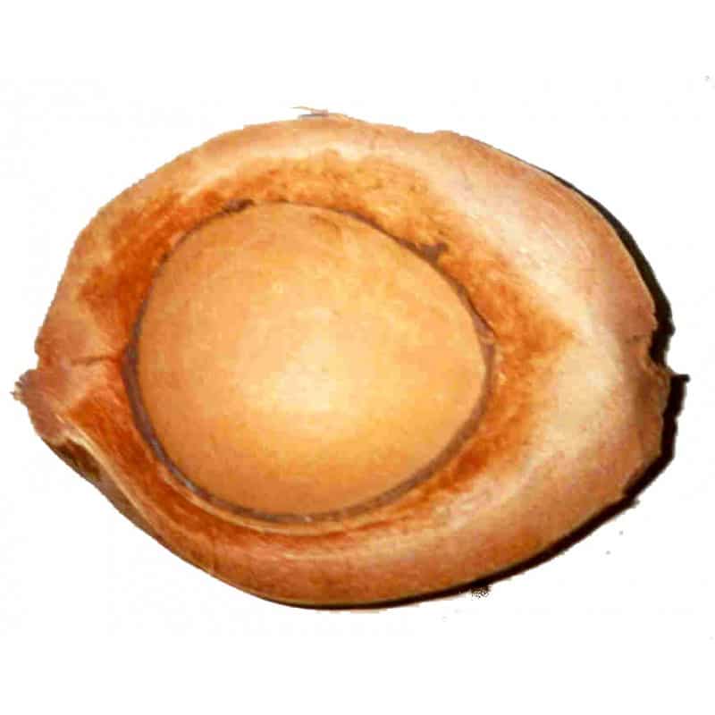 Noix de coco Gad décorative naturelle - décoration fleuriste Noix de coco Gad décorative naturelle - décoration fleuriste