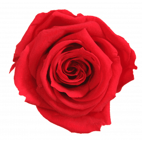 Boite De 4 Têtes De Rose éternelle Premium