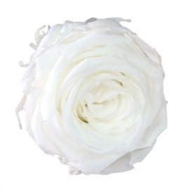 Boite de 6 têtes de rose éternelle standard plusieurs couleurs