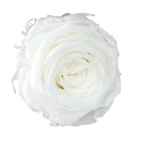 Boite de 6 têtes de rose éternelle standard plusieurs couleurs