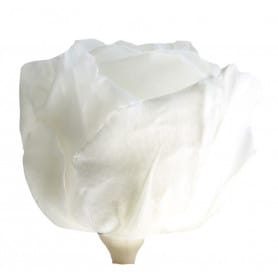 Boite de 6 têtes de rose éternelle standard plusieurs couleurs