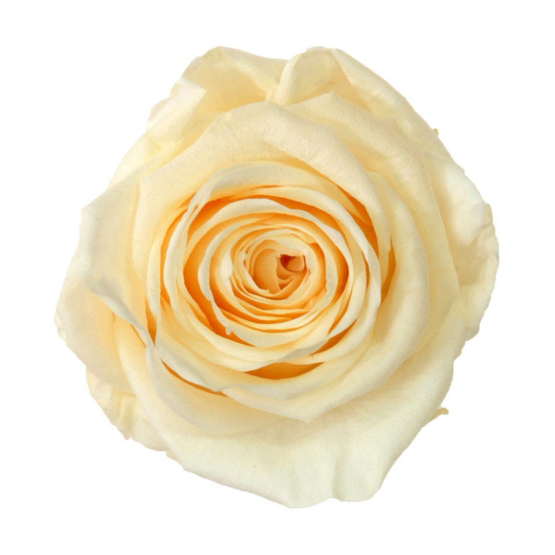 Boite de 6 têtes de rose éternelle standard plusieurs couleurs