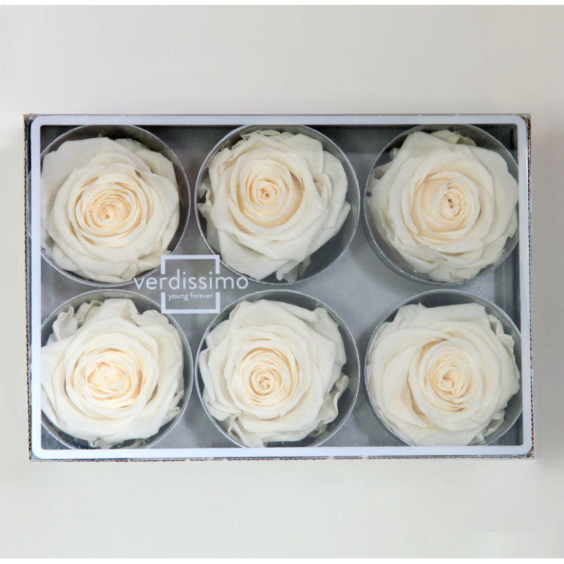Boite de 6 têtes de rose éternelle standard plusieurs couleurs