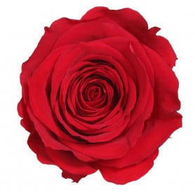 Boite de 6 têtes de rose éternelle standard plusieurs couleurs