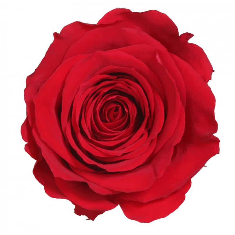 Boite de 6 têtes de rose éternelle standard plusieurs couleurs