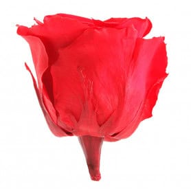 Boite de 6 têtes de rose éternelle standard plusieurs couleurs