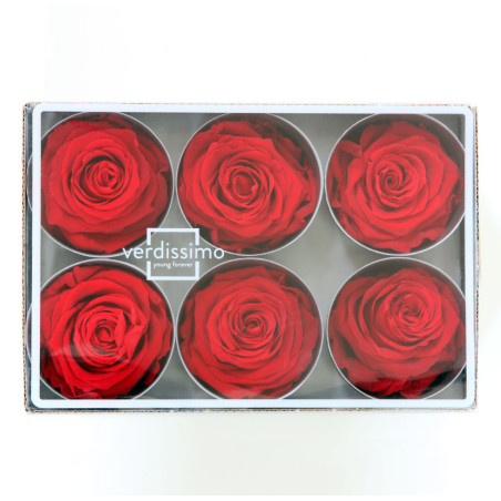 Boite de 6 têtes de rose éternelle standard plusieurs couleurs
