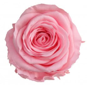 Boite de 6 têtes de rose éternelle standard plusieurs couleurs