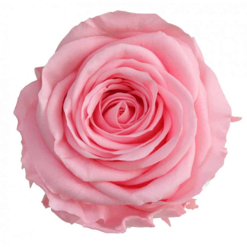 Boite de 6 têtes de rose éternelle standard plusieurs couleurs