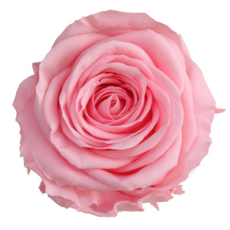 Boite de 6 têtes de rose éternelle standard plusieurs couleurs