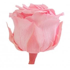 Boite de 6 têtes de rose éternelle standard plusieurs couleurs