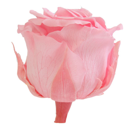 Boite de 6 têtes de rose éternelle standard plusieurs couleurs