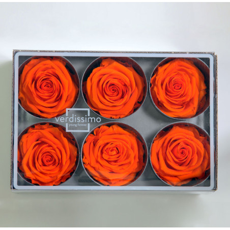 Boite de 6 têtes de rose éternelle standard plusieurs couleurs