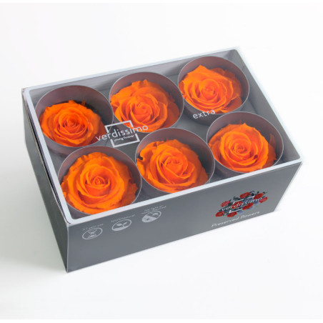 Boite de 6 têtes de rose éternelle standard plusieurs couleurs