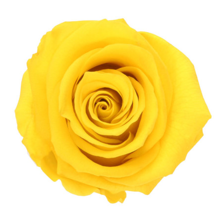 Boite de 6 têtes de rose éternelle standard plusieurs couleurs