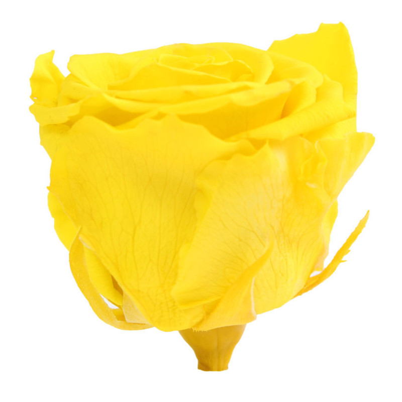 Boite de 6 têtes de rose éternelle standard plusieurs couleurs