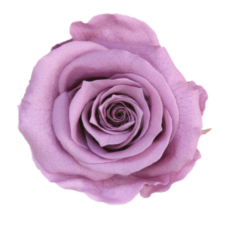 Boite de 6 têtes de rose éternelle standard plusieurs couleurs