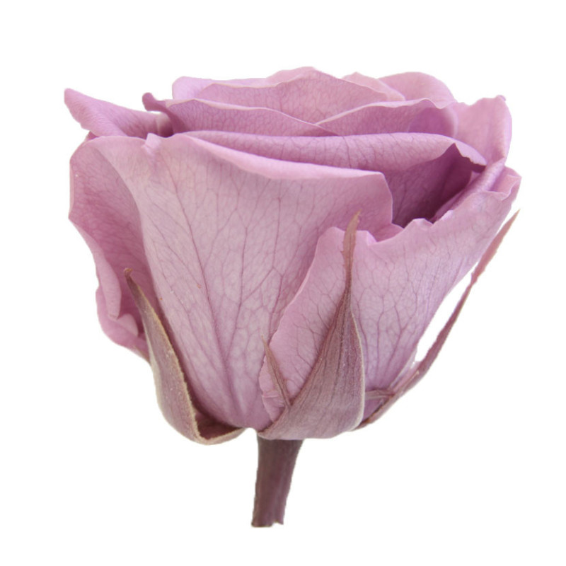 Boite de 6 têtes de rose éternelle standard plusieurs couleurs