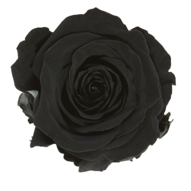 Boite de 6 têtes de rose éternelle standard plusieurs couleurs