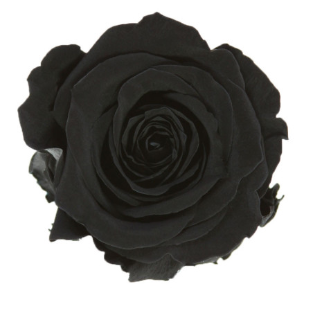 Boite de 6 têtes de rose éternelle standard plusieurs couleurs