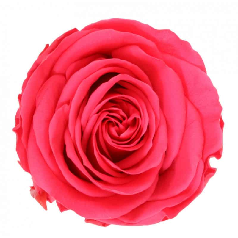 Boite de 6 têtes de rose éternelle standard plusieurs couleurs Boite de 6 têtes de rose éternelle standard plusieurs couleurs