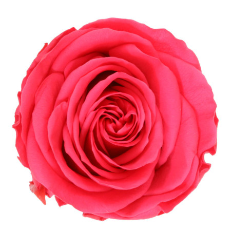 Boite de 6 têtes de rose éternelle standard plusieurs couleurs