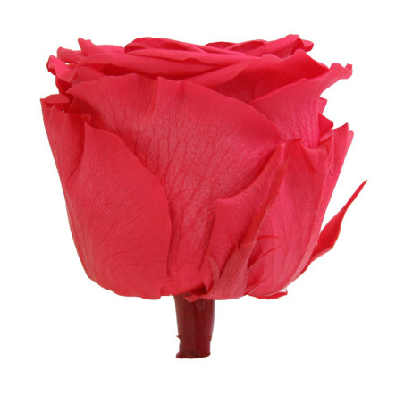 Boite de 6 têtes de rose éternelle standard plusieurs couleurs