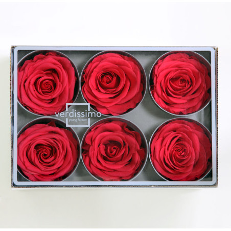 Boite de 6 têtes de rose éternelle standard plusieurs couleurs