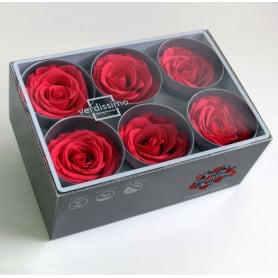 Boite de 6 têtes de rose éternelle standard plusieurs couleurs