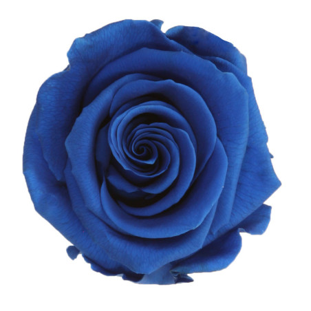Boite de 6 têtes de rose éternelle standard plusieurs couleurs