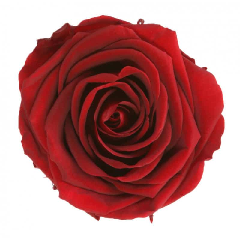 Boite de 6 têtes de rose éternelle standard plusieurs couleurs Boite de 6 têtes de rose éternelle standard plusieurs couleurs