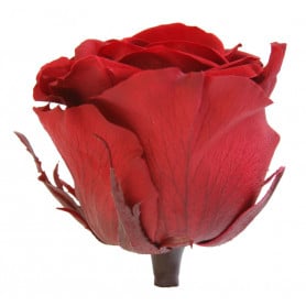 Boite de 6 têtes de rose éternelle standard plusieurs couleurs