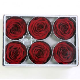 Boite de 6 têtes de rose éternelle standard plusieurs couleurs