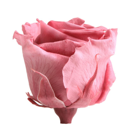 Boite de 6 têtes de rose éternelle standard plusieurs couleurs