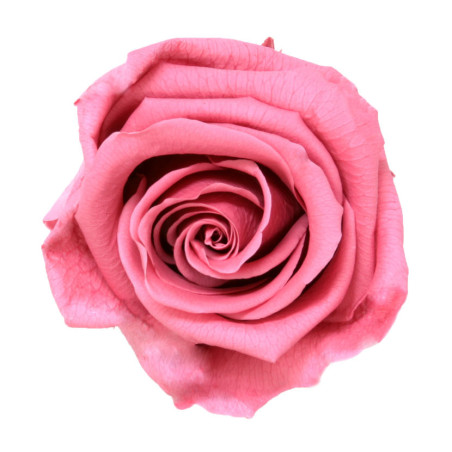 Boite de 6 têtes de rose éternelle standard plusieurs couleurs