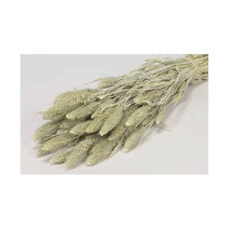 Gerbe de setarea séché  - grossiste en décoration