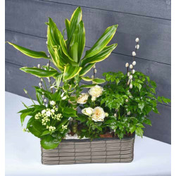 Coupe rectangle plastique 2 phalaeno Alba - fourniture fleuriste