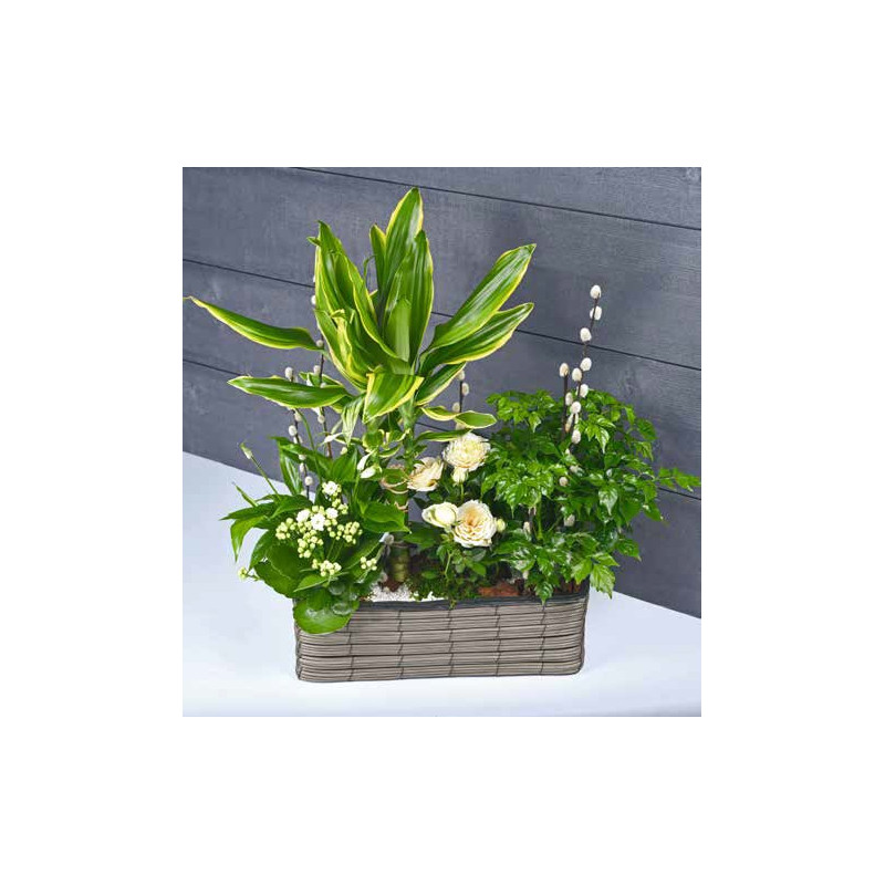 Coupe rectangle plastique 2 phalaeno Alba - fourniture fleuriste
